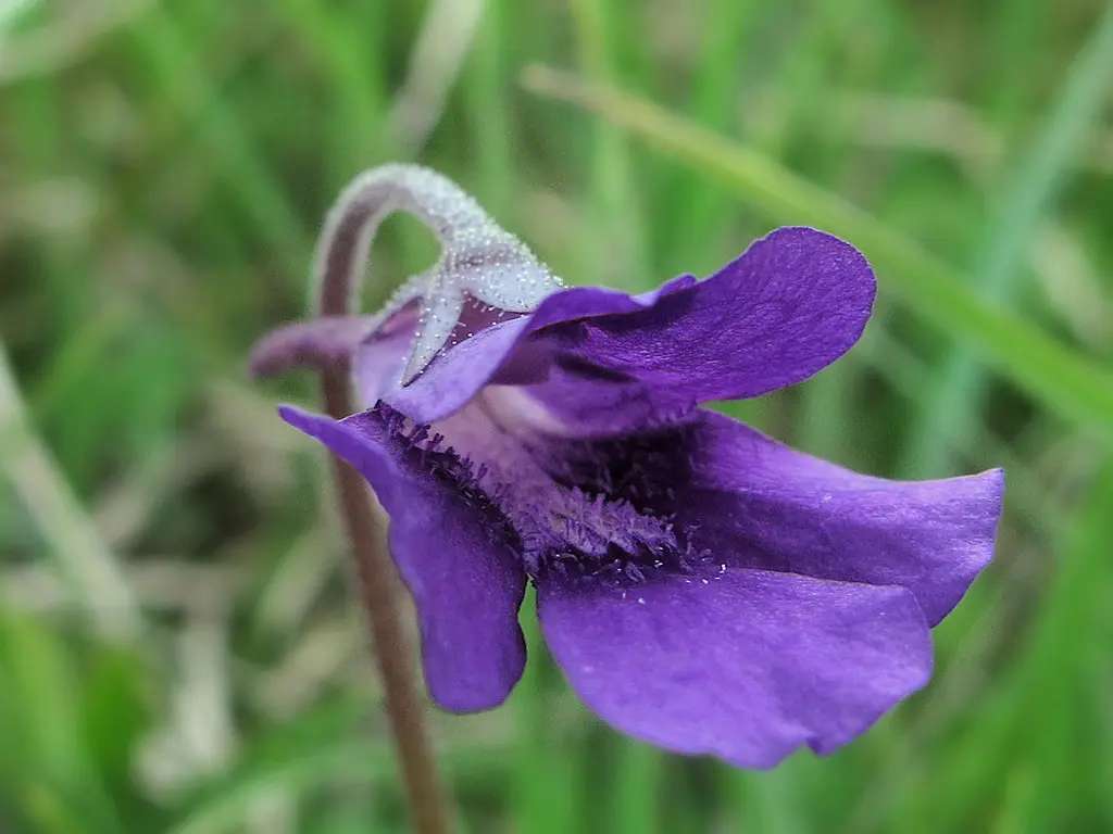 pinguicula grandiflora puzzle online ze zdjęcia