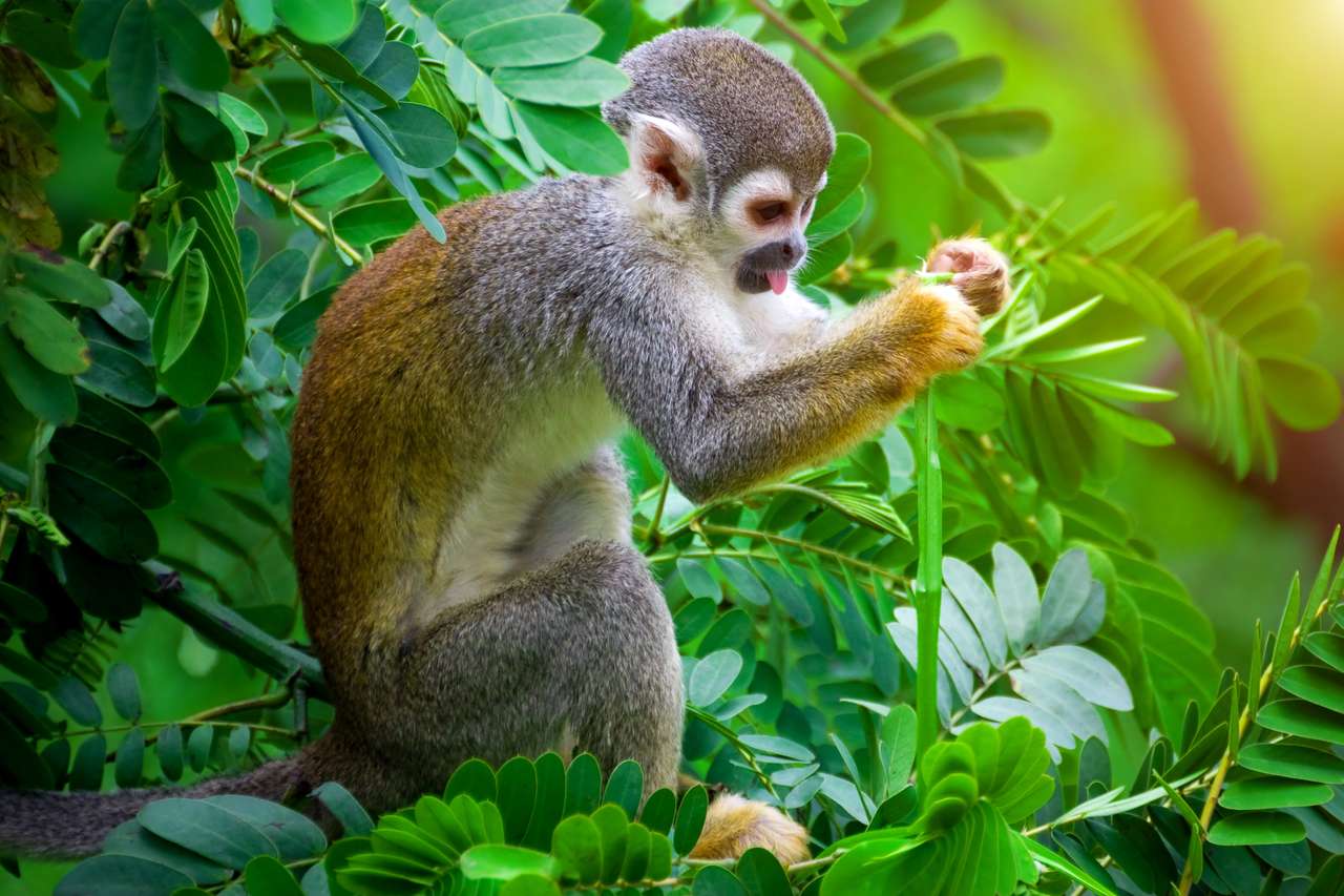Małpa W Amazońskim Lesie puzzle online ze zdjęcia
