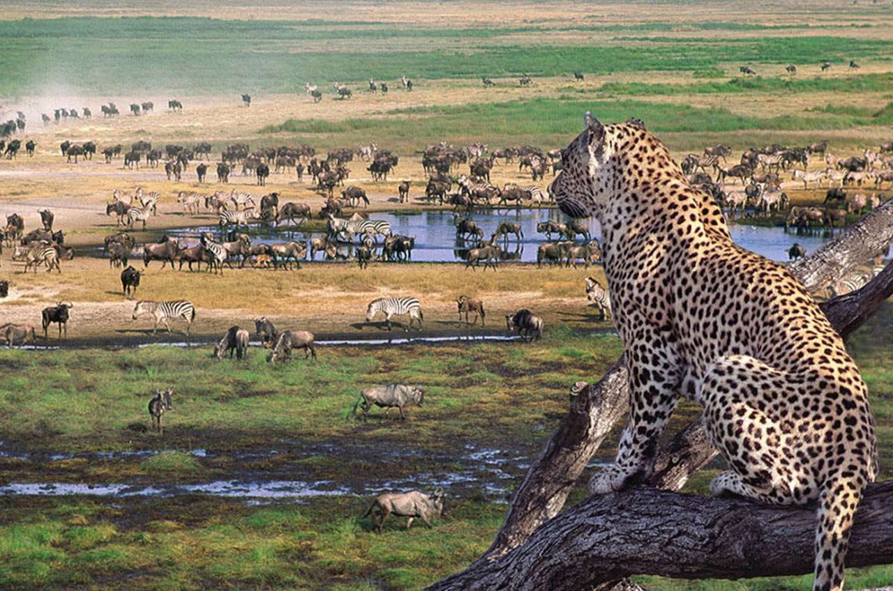 Safari do Serengeti puzzle online ze zdjęcia
