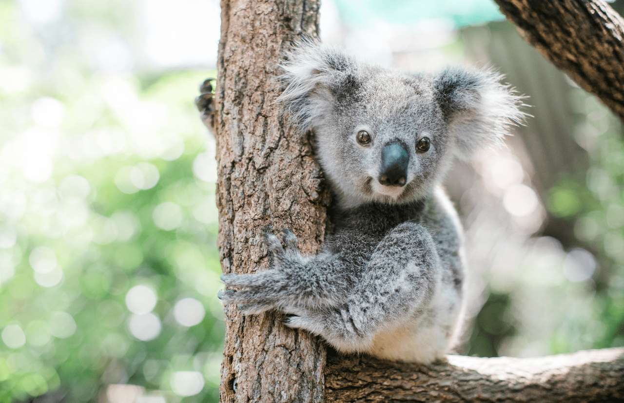 koala rośnie puzzle online