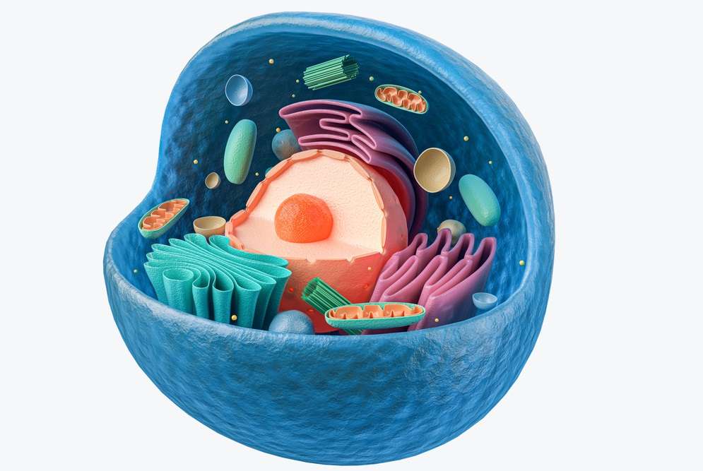 Komórka zwierzęca puzzle online ze zdjęcia