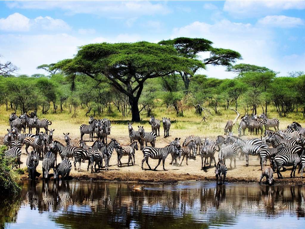 Życie w Serengeti puzzle online ze zdjęcia