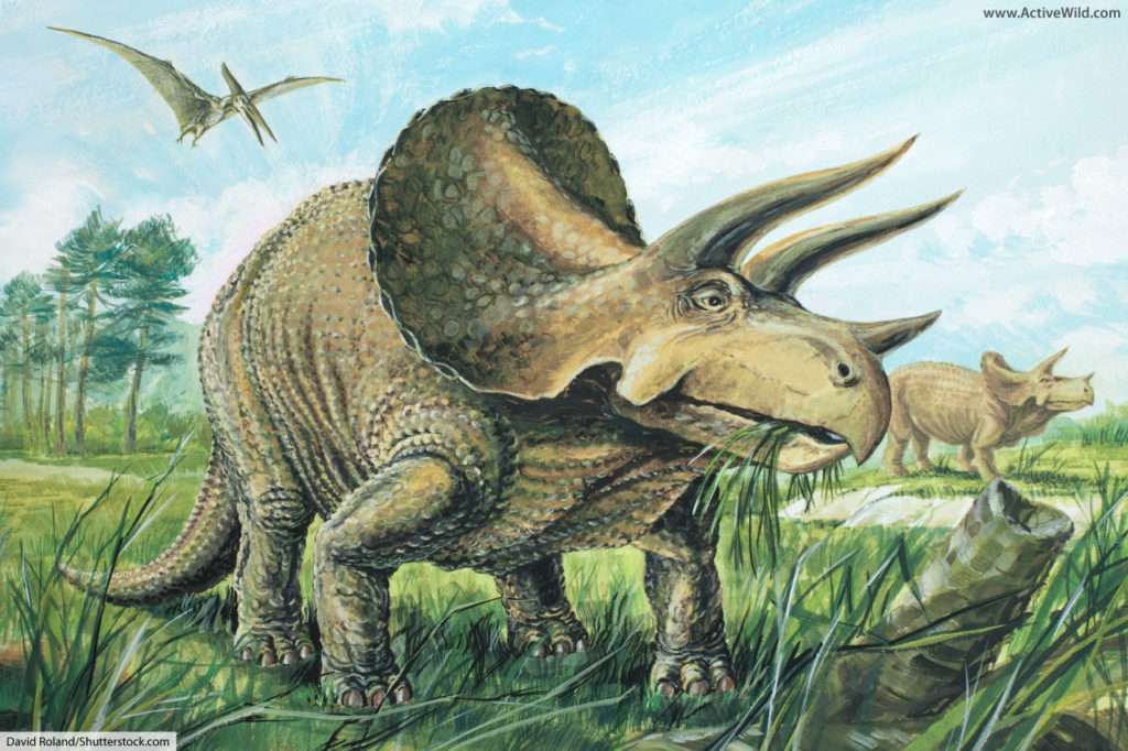 układanka z triceratopsem puzzle online