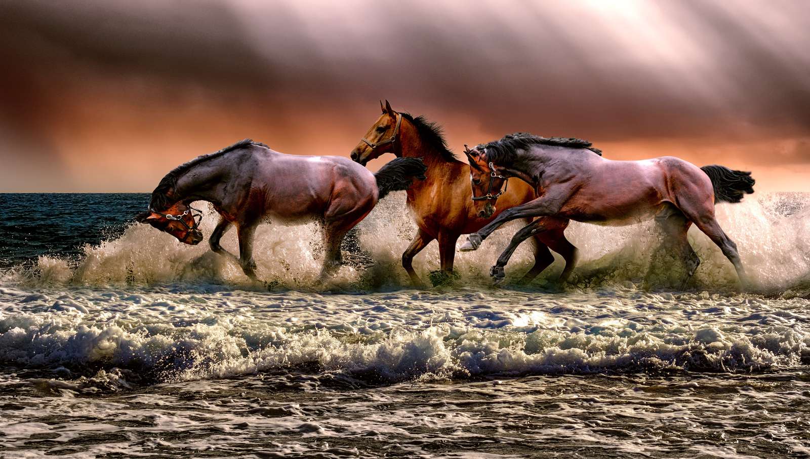 Konie w wodzie puzzle online ze zdjęcia
