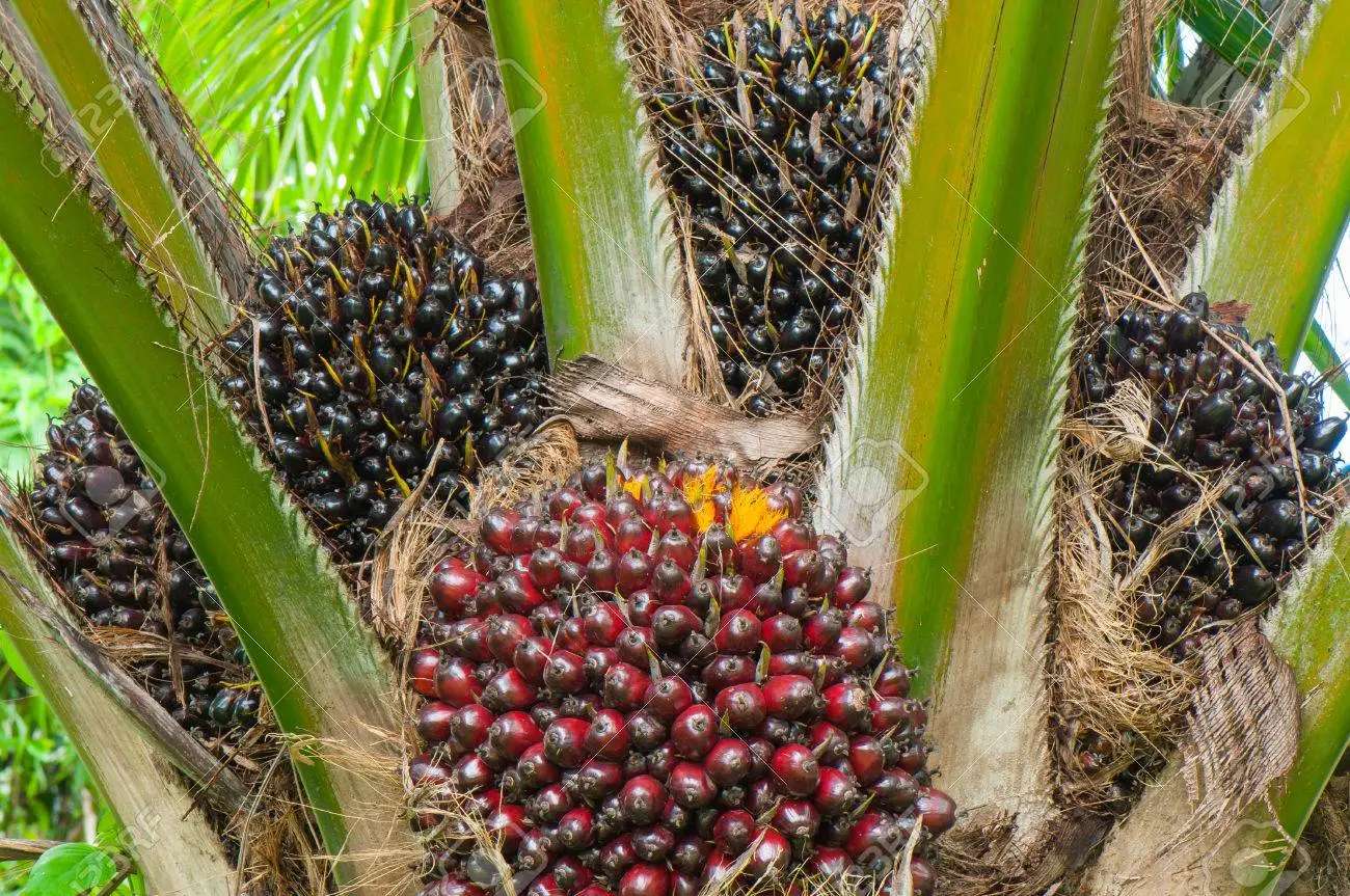 olej palmowy puzzle online ze zdjęcia