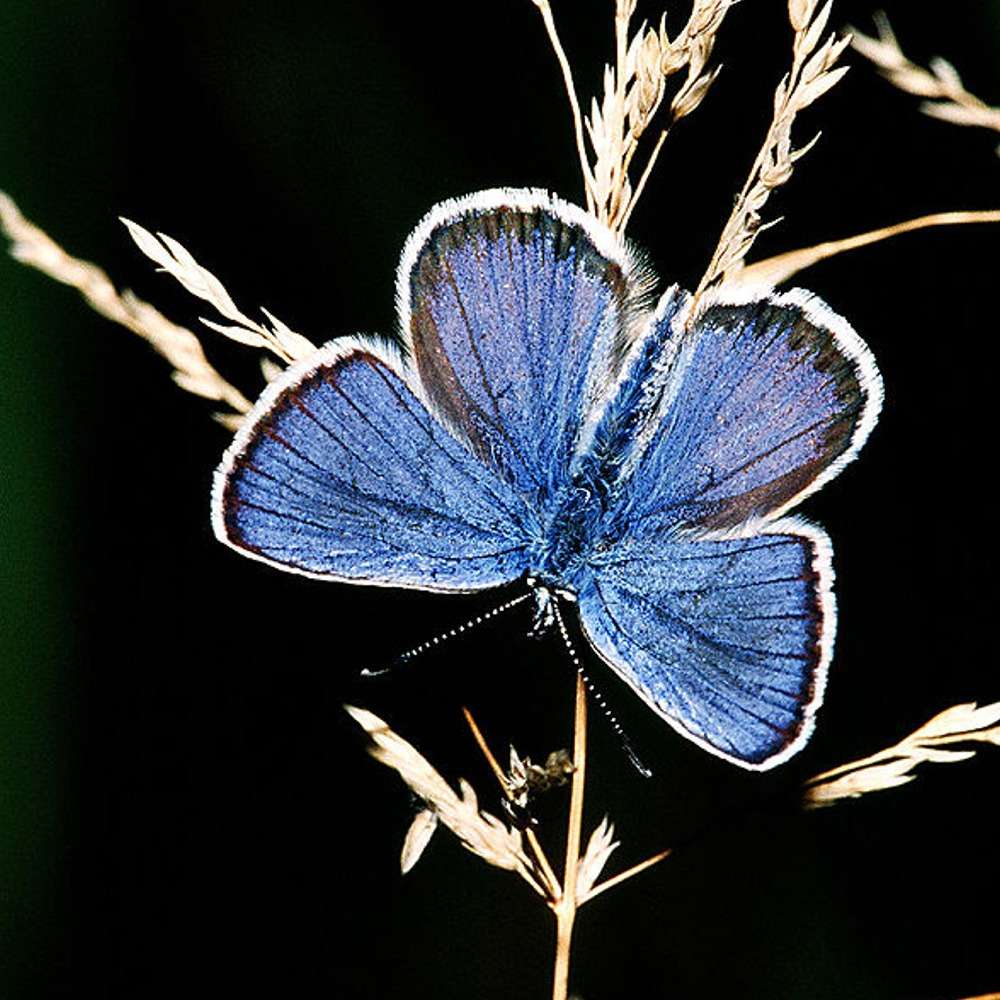 opieka nad motylami puzzle online ze zdjęcia