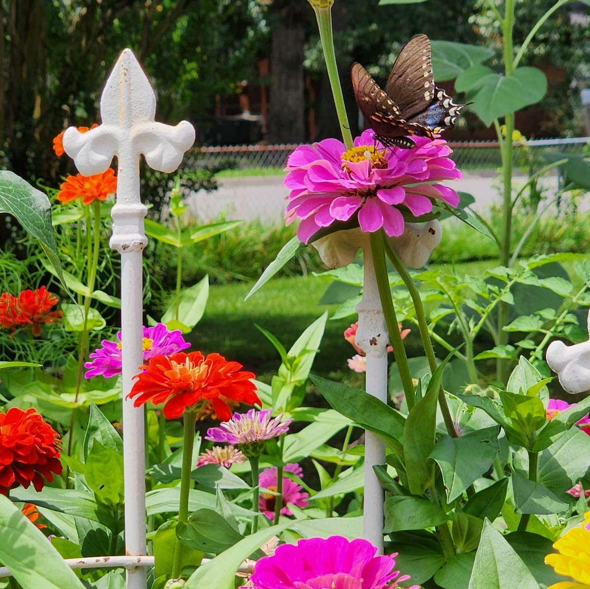 motyl w ogrodzie puzzle online ze zdjęcia