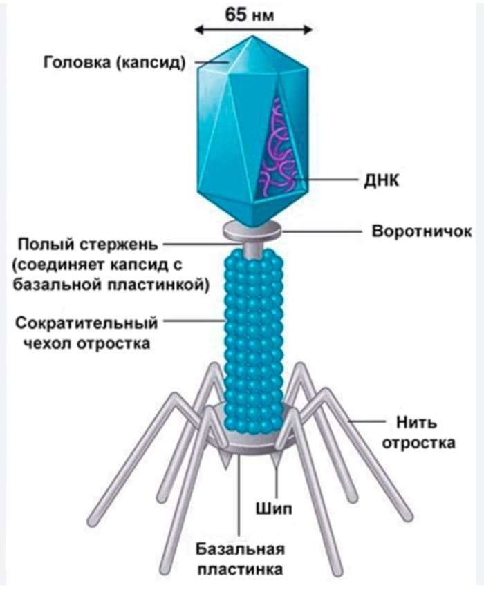 Struktura bakteriofaga puzzle online ze zdjęcia