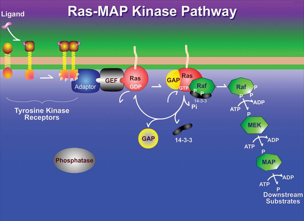 RAS/MAPK puzzle online