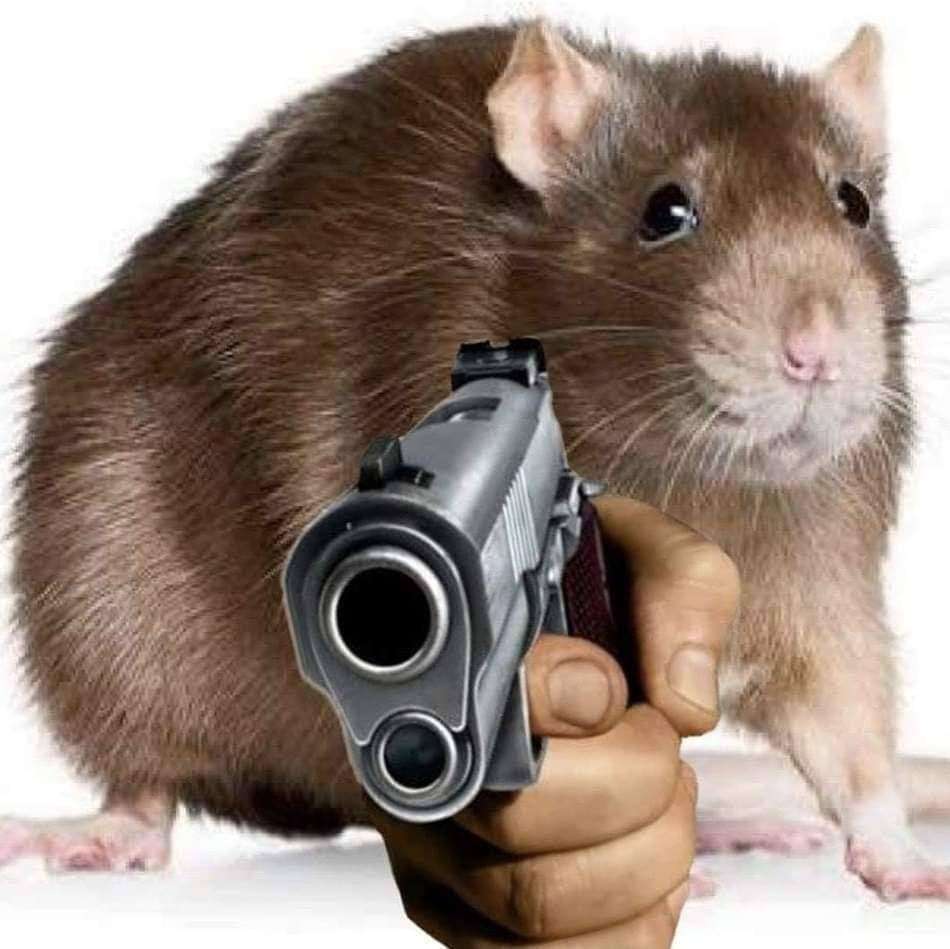 Szczur z pistoletem puzzle online ze zdjęcia