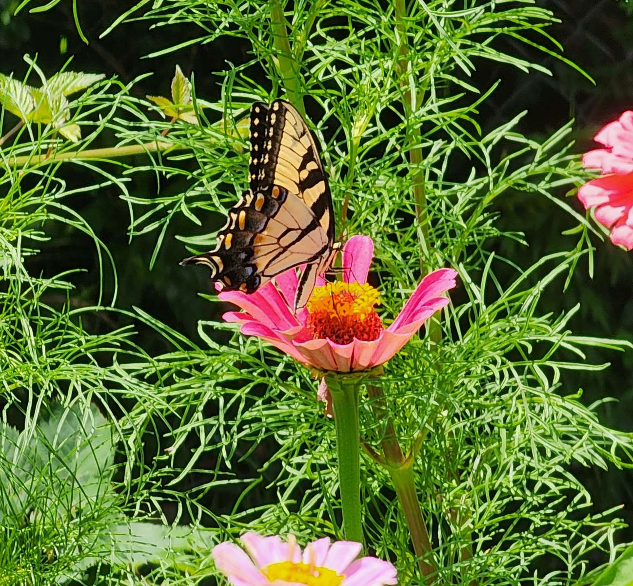 motyl w ogrodzie puzzle online