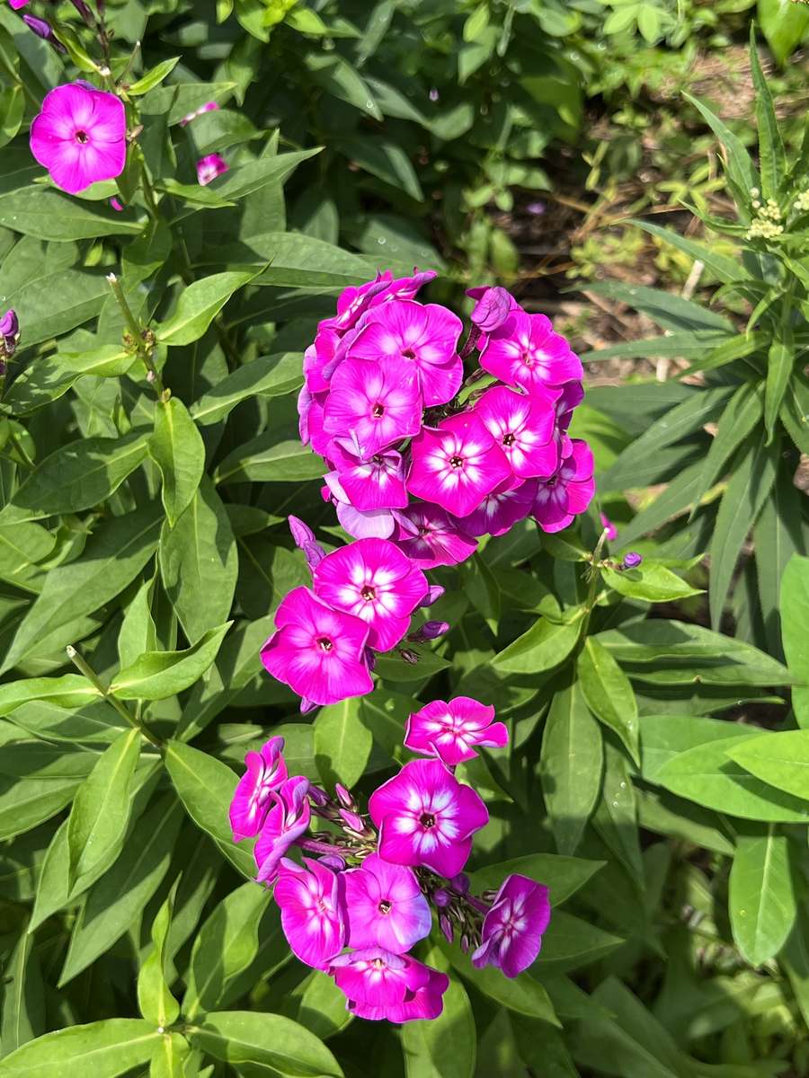 Kwiaty fioletowe puzzle online ze zdjęcia