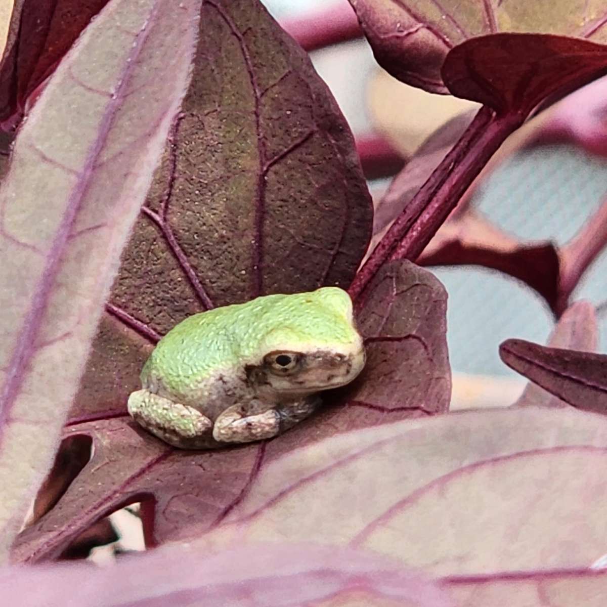 malutka żaba na słodkiej roślinie ziemniaczanej puzzle online