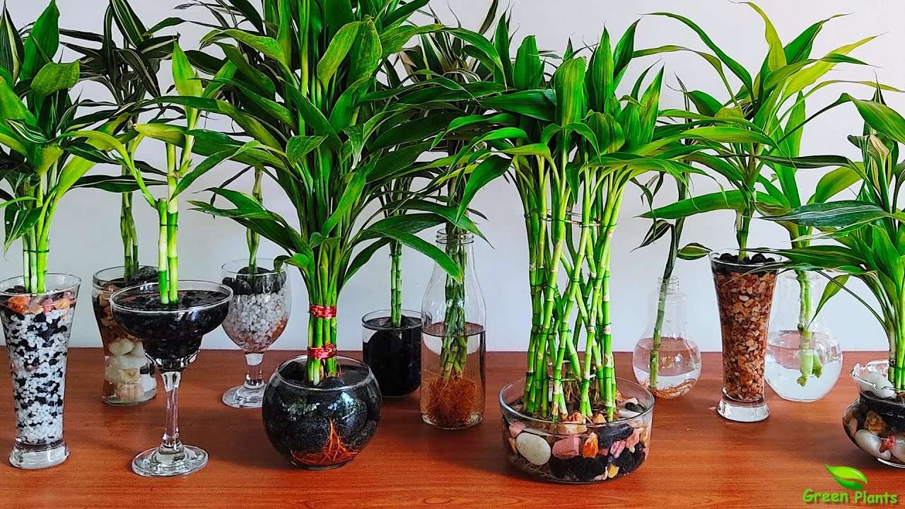 Wyhoduj szczęśliwy bambus w wodzie puzzle online ze zdjęcia
