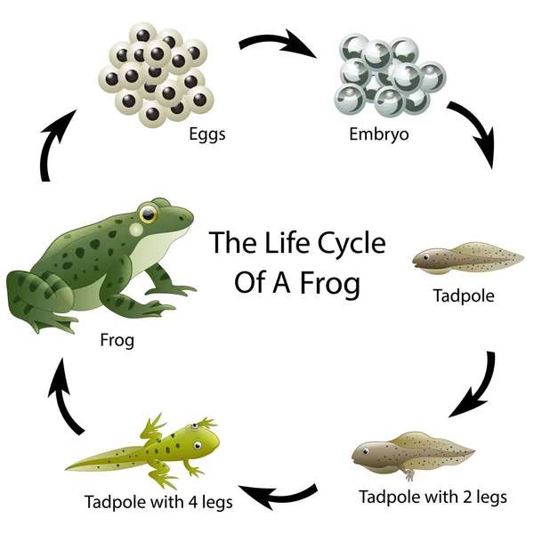 Cykl życia żaby puzzle online