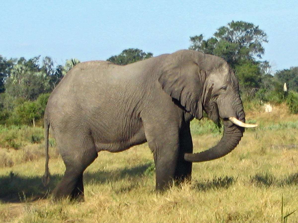 gajah huhu puzzle online