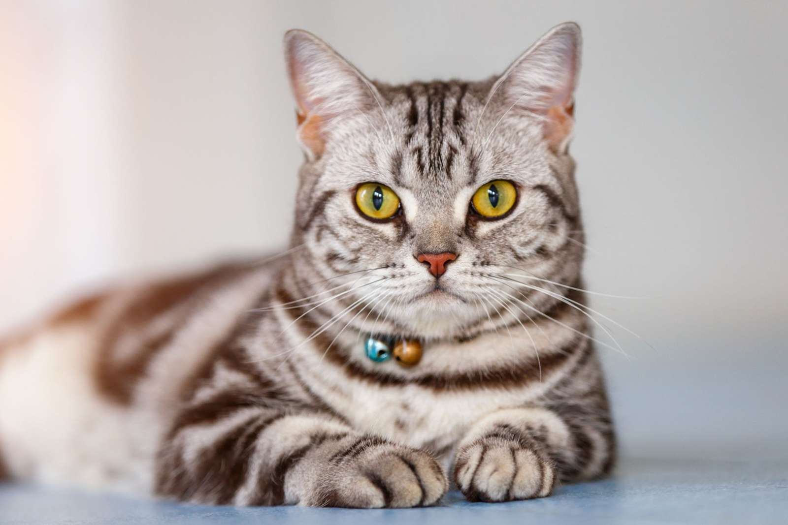 piękny kot puzzle online ze zdjęcia