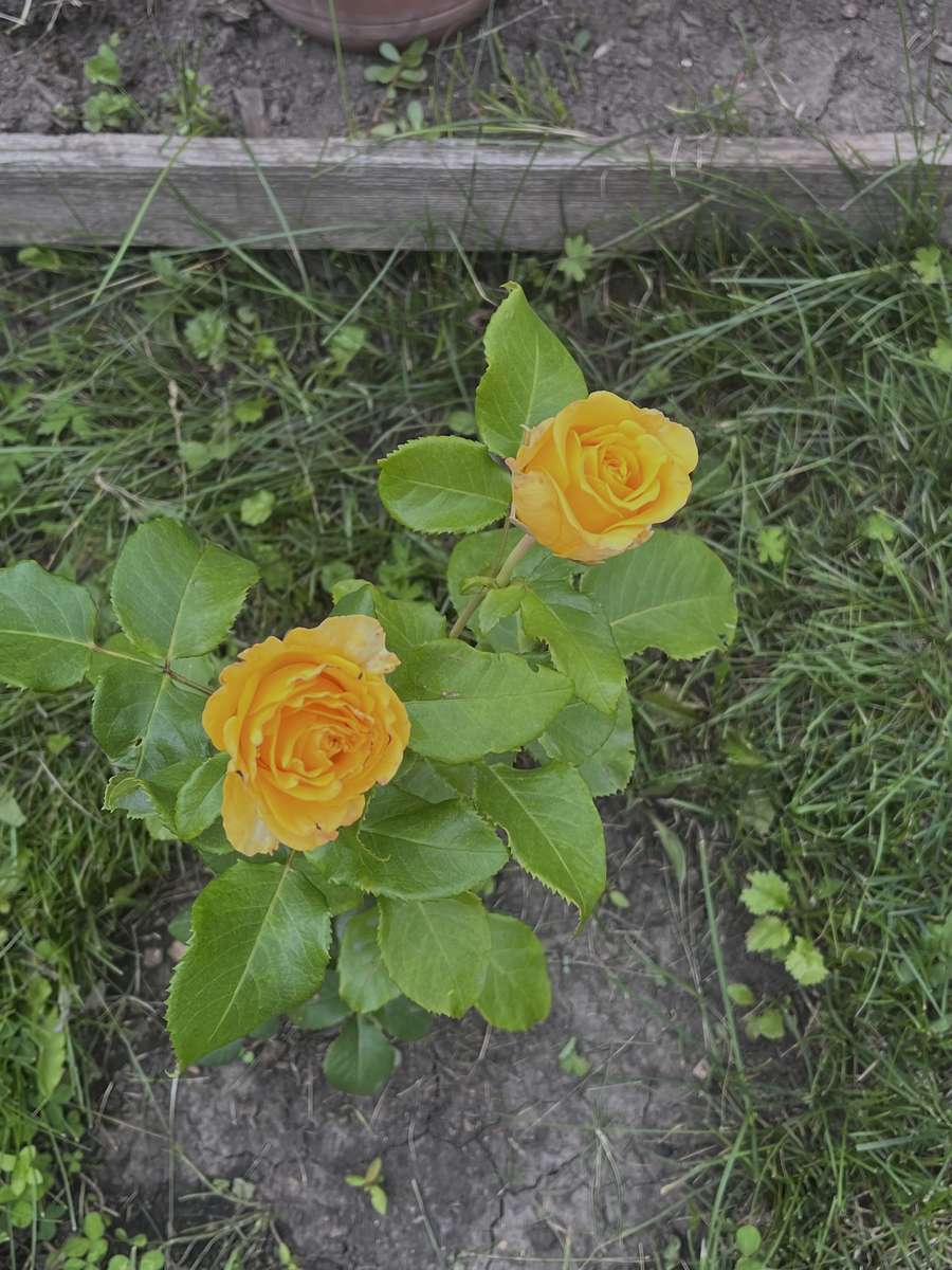 dwie piękne róże puzzle online ze zdjęcia