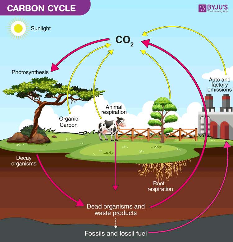 Cykl CO2 puzzle online ze zdjęcia