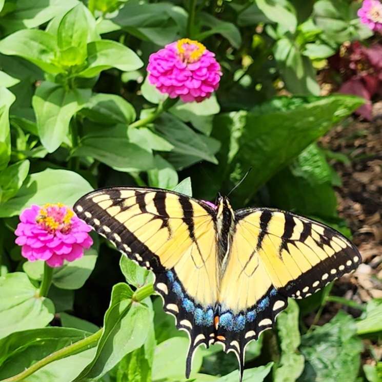 Kwiat motyla puzzle online