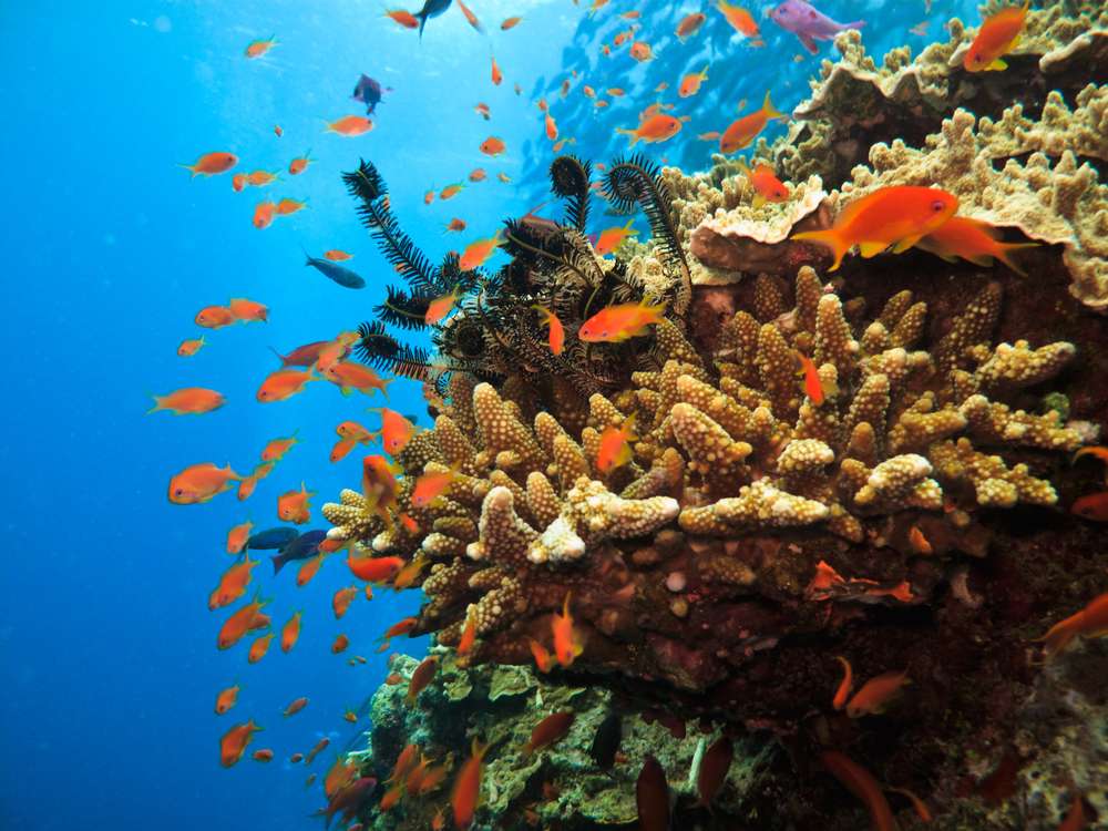 Puzzle Wielkiej Rafy Koralowej puzzle online ze zdjęcia