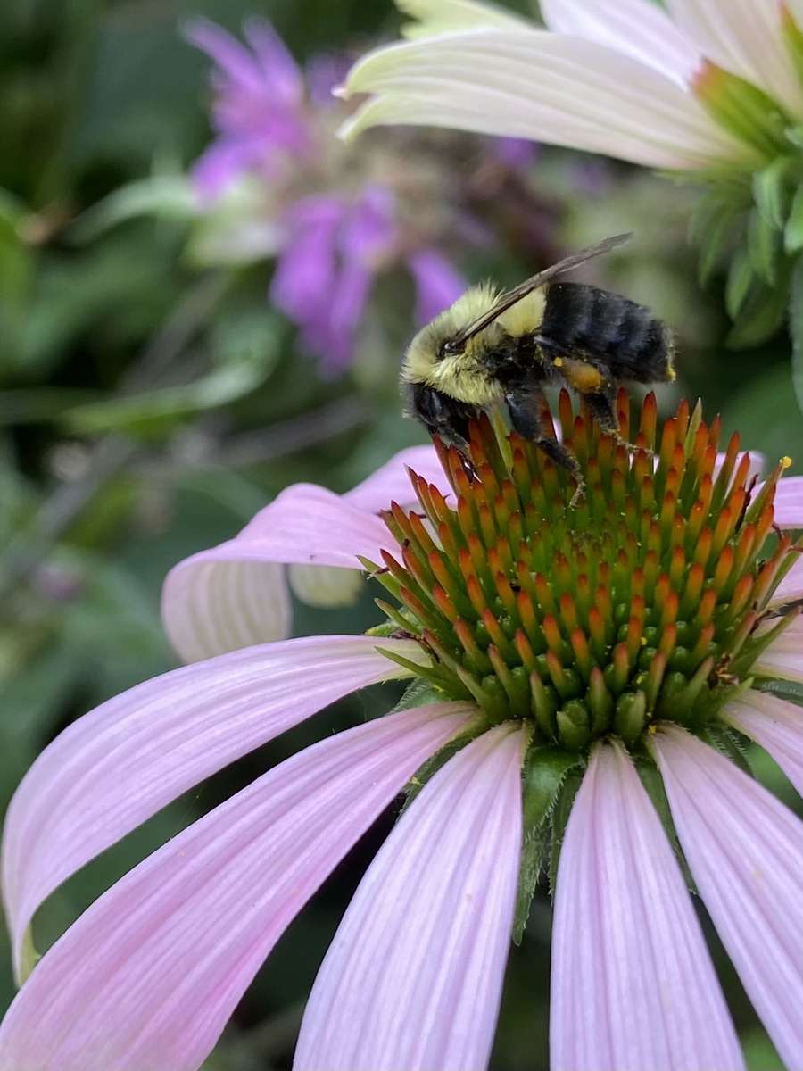 Pszczoła na Kwiatku Letchworth 2023 puzzle online