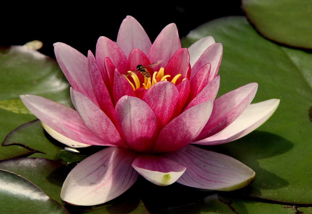Kwiat Lotosu puzzle online