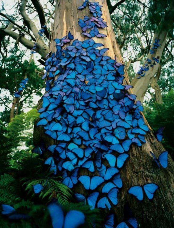Tak wygląda motyl w Amazonii puzzle online