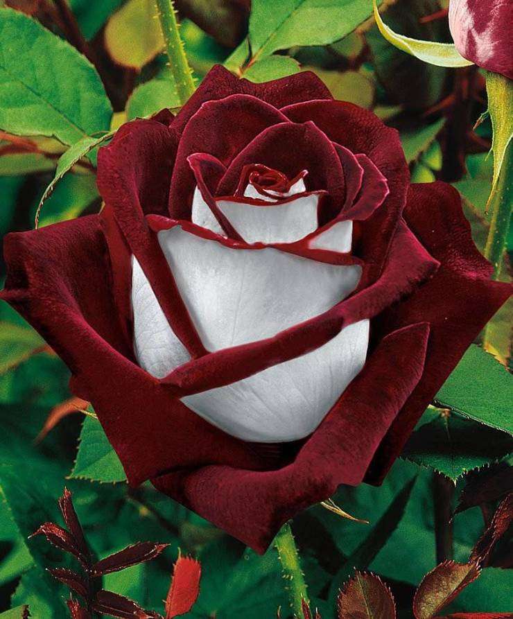 Tak wygląda róża Osirai puzzle online ze zdjęcia