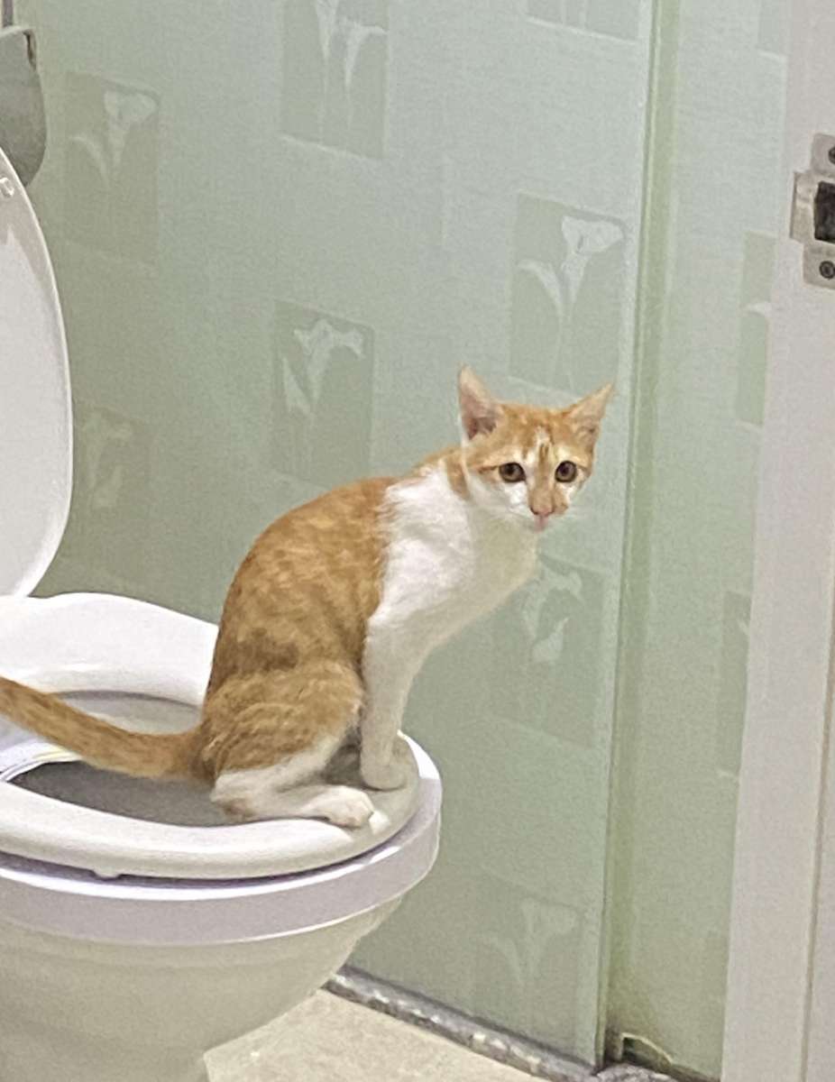 Toaleta dla kota puzzle online ze zdjęcia