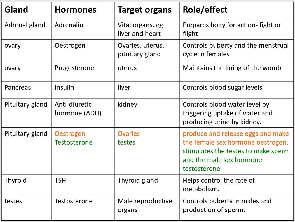 Układ hormonalny puzzle online