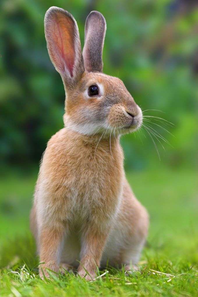 królik bardzo ładny królik królik królik królik puzzle online