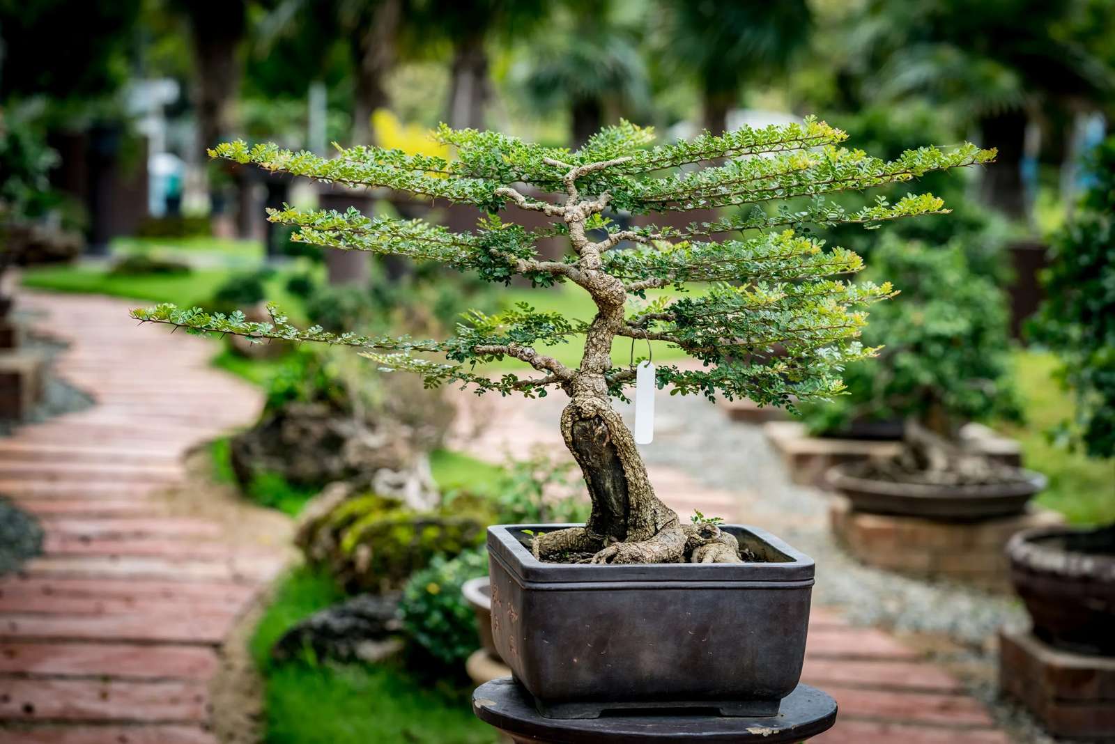 Drzewo Bonsai w ciągłym ruchu puzzle online ze zdjęcia