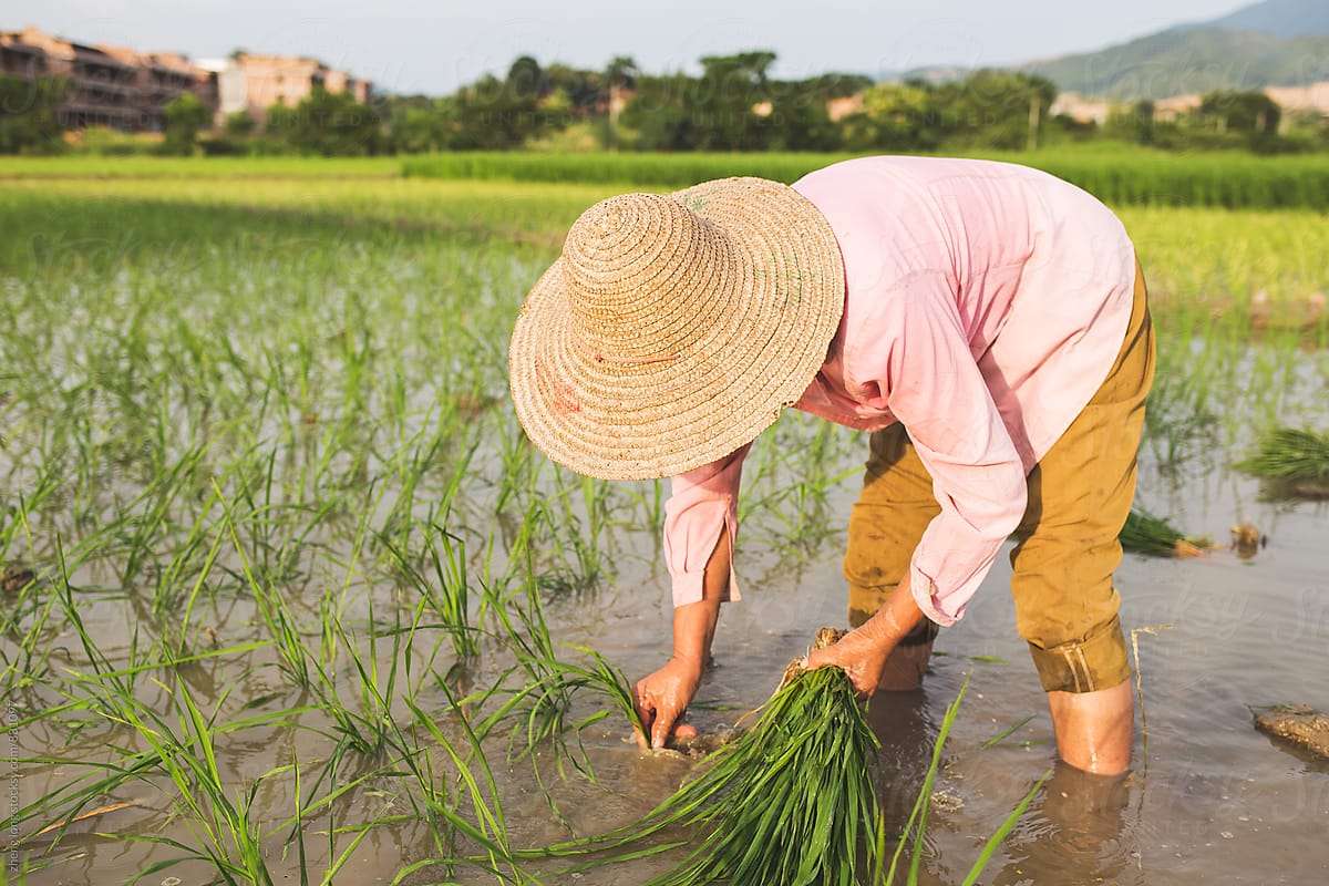 przesadzanie sadzonek ryżu puzzle online ze zdjęcia