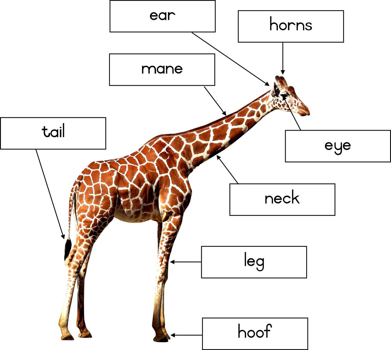Etykiety żyrafa puzzle online ze zdjęcia