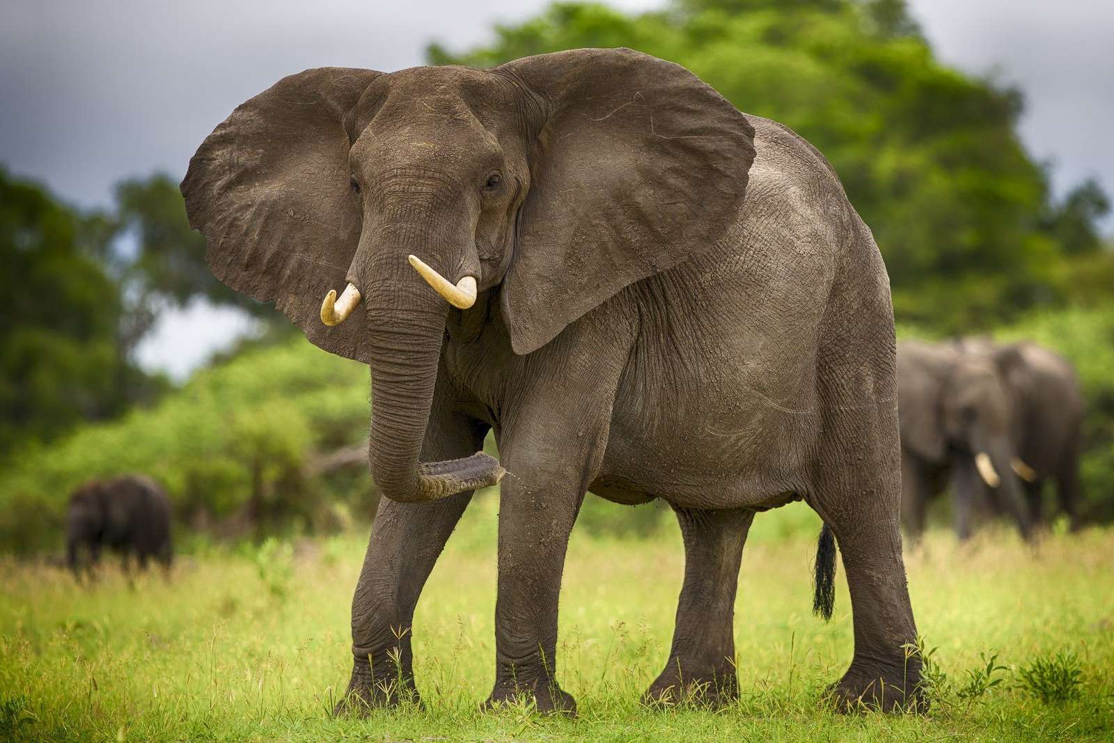 Słoń afrykański puzzle online ze zdjęcia