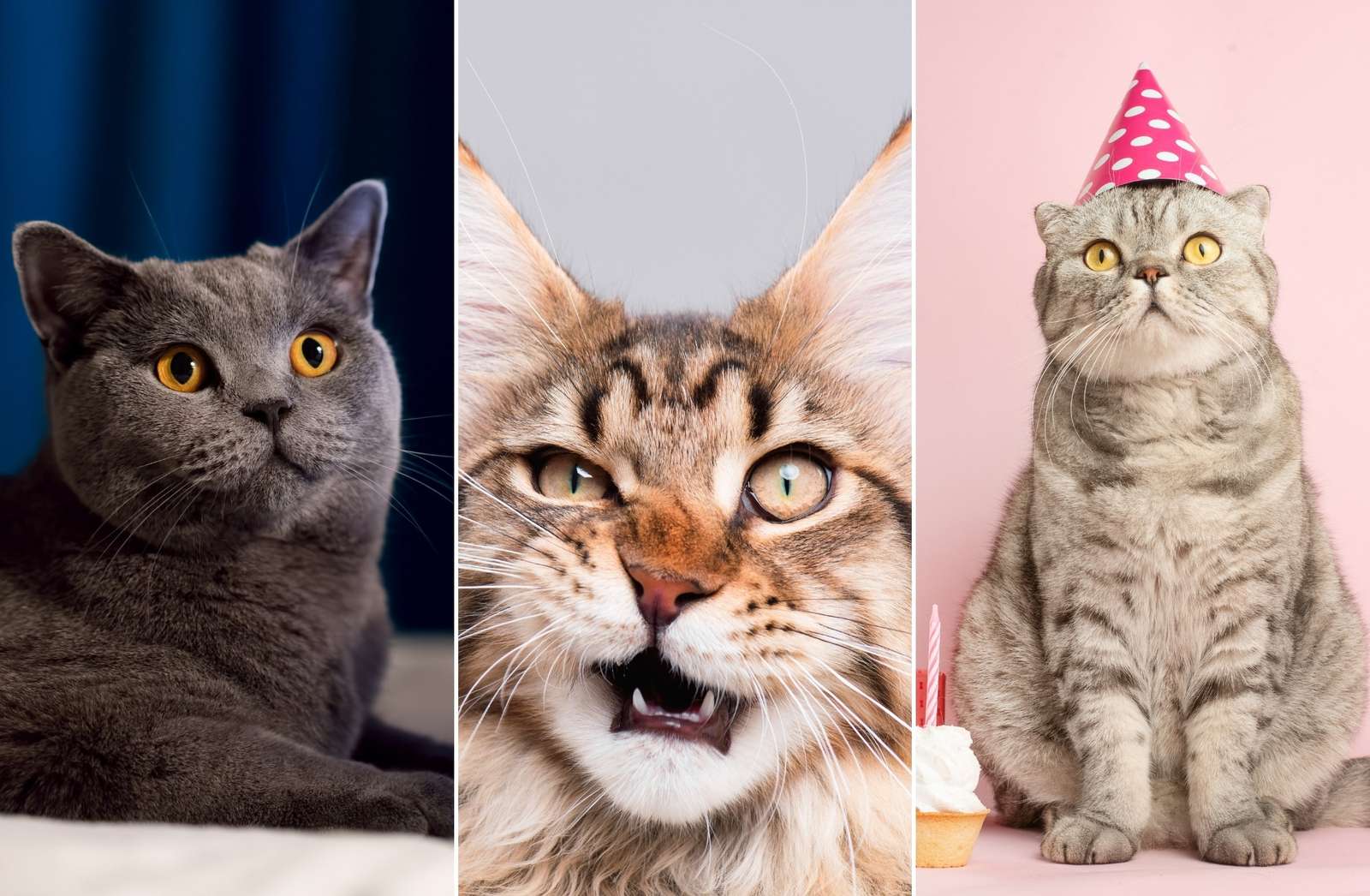 imprezowe koty puzzle online ze zdjęcia