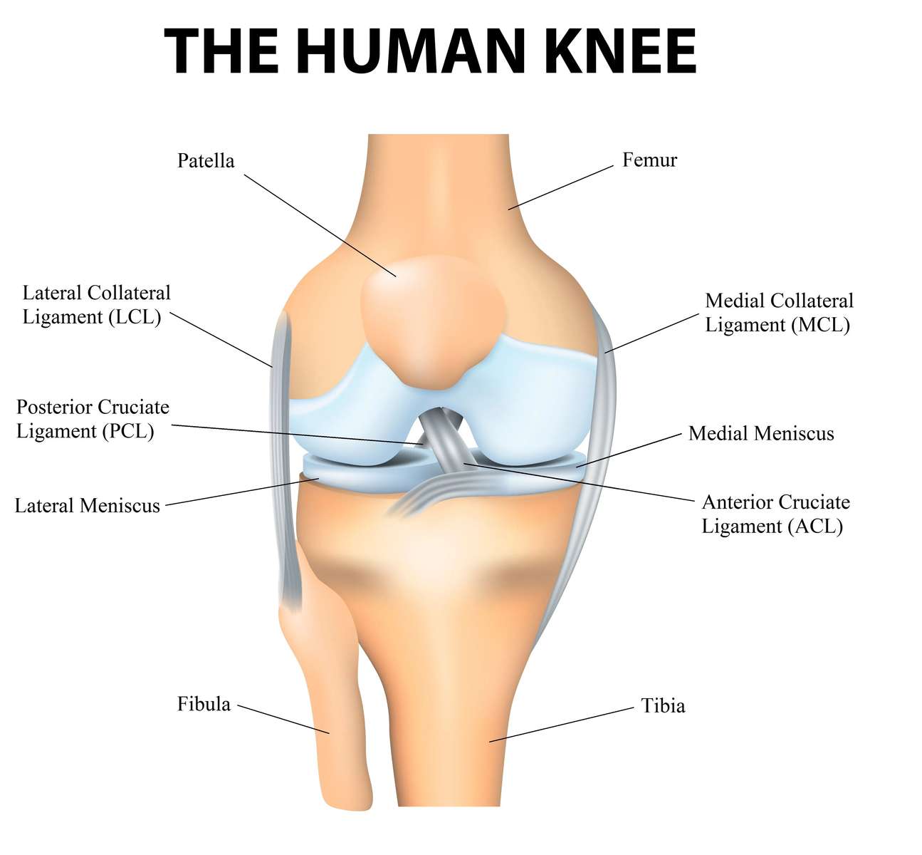 Anatomia kolana puzzle online ze zdjęcia