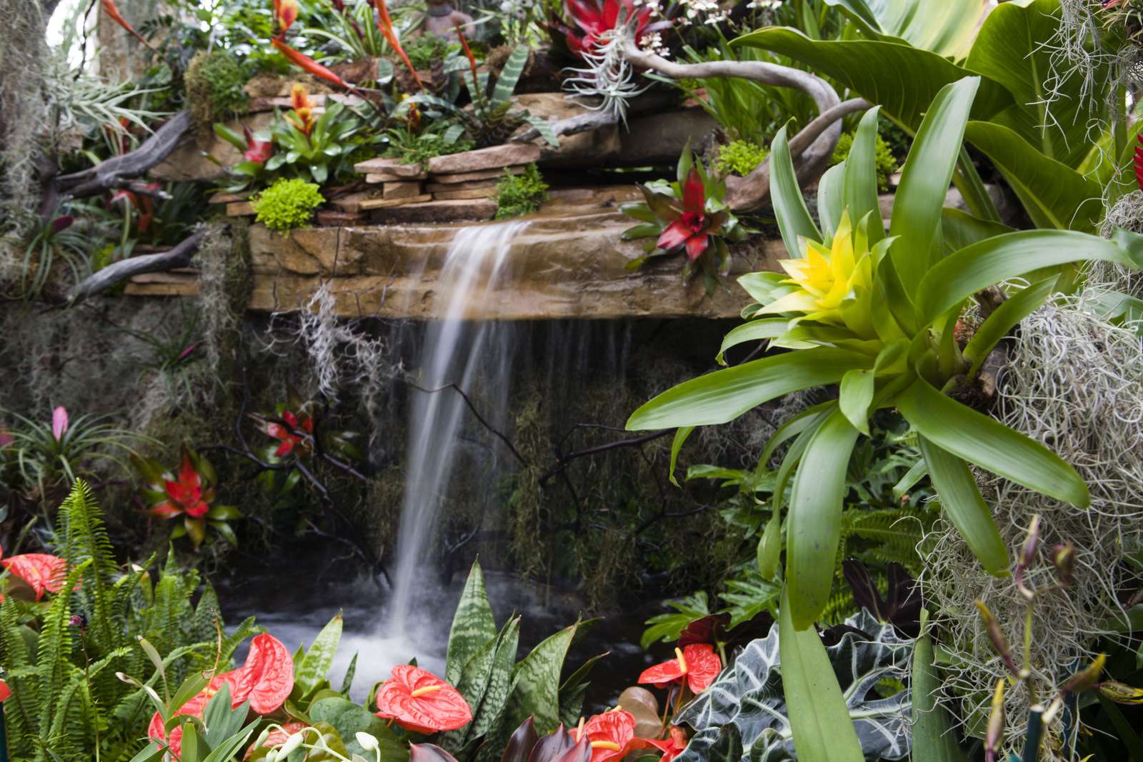 Epickie kwitnienie tropikalne puzzle online ze zdjęcia