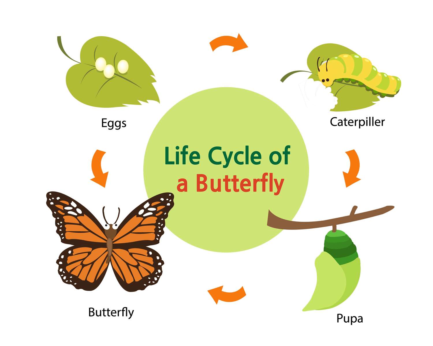 cykl życia motyla puzzle online