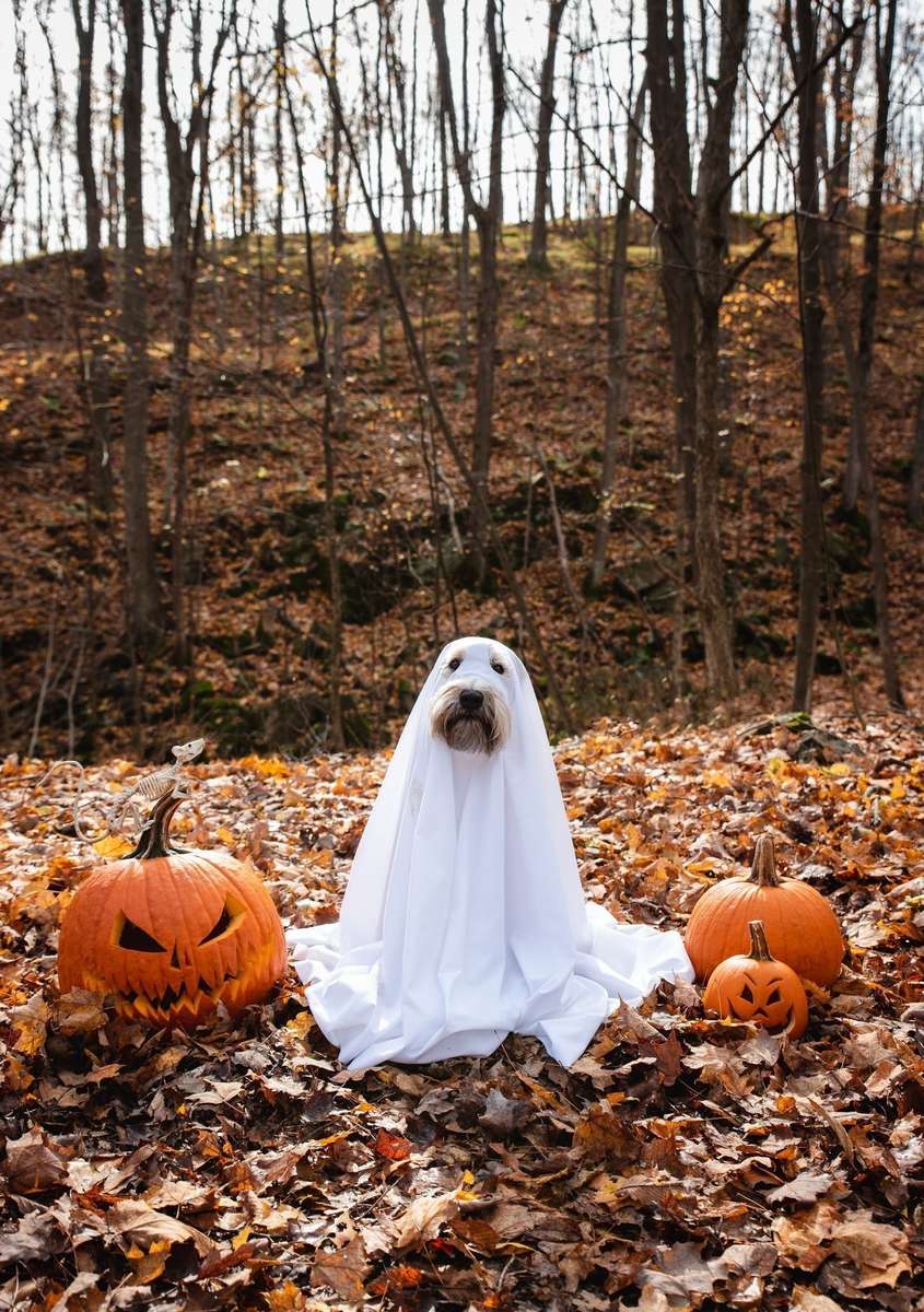 Pies-duch Halloween puzzle online ze zdjęcia