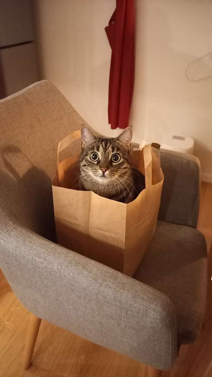 Kot w pudełku puzzle online ze zdjęcia