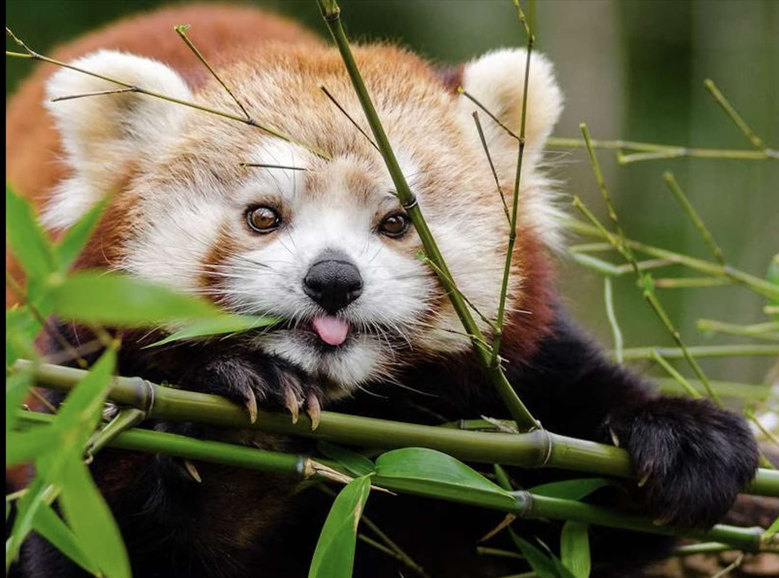 czerwona panda puzzle online ze zdjęcia
