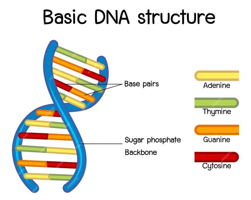 Kawałki układanki struktury DNA puzzle online
