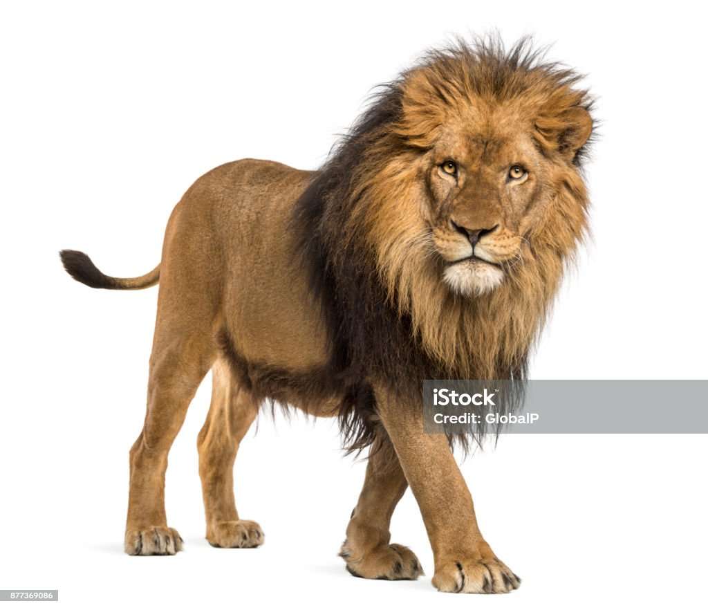 lew dzikie zwierzę puzzle online ze zdjęcia