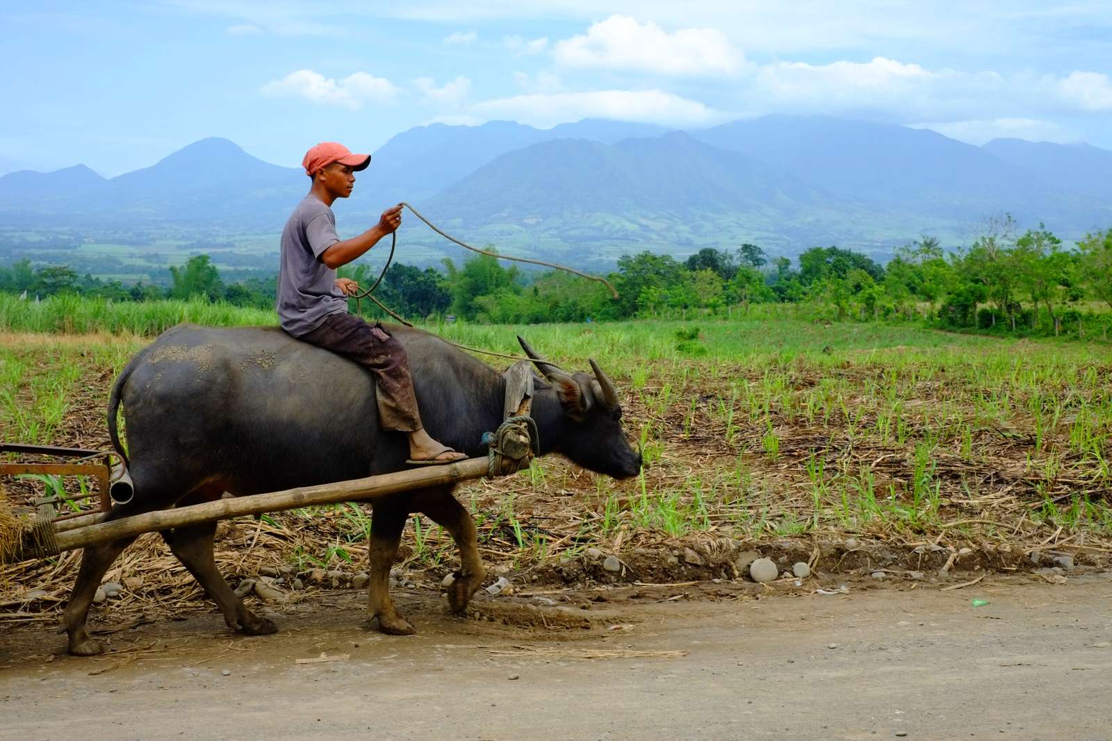 rolnik na Filipinach puzzle online ze zdjęcia