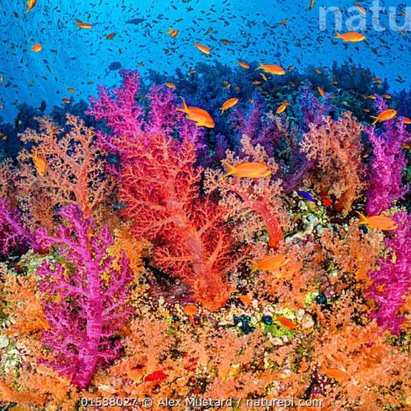 Wybielanie koralowców puzzle online ze zdjęcia
