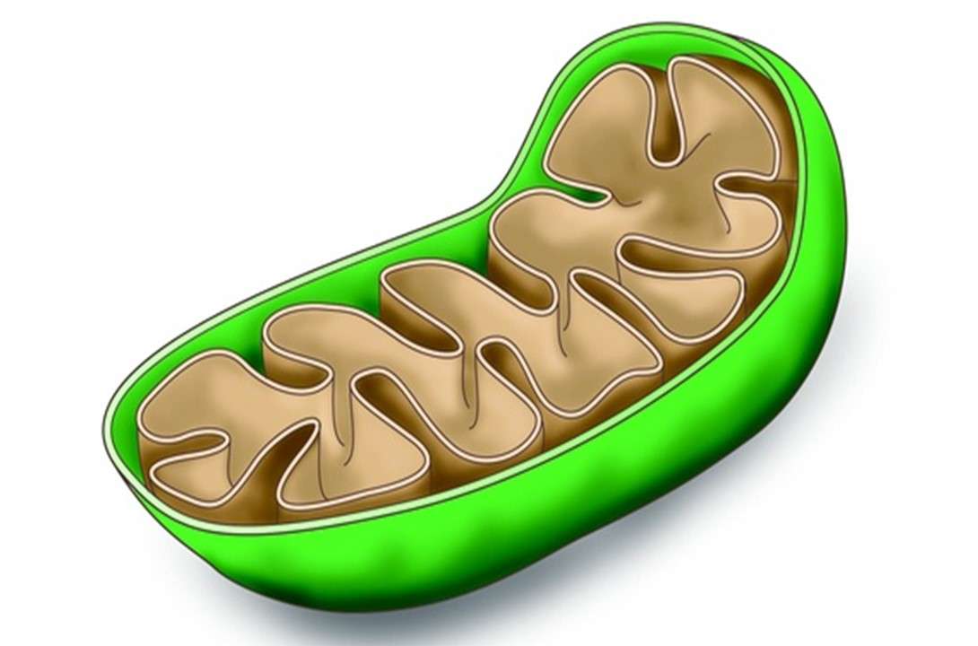 Mitochondria puzzle online