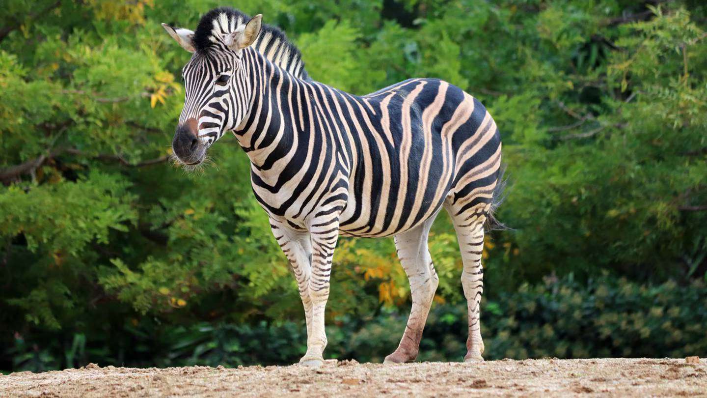 Zebra stojąca puzzle online ze zdjęcia