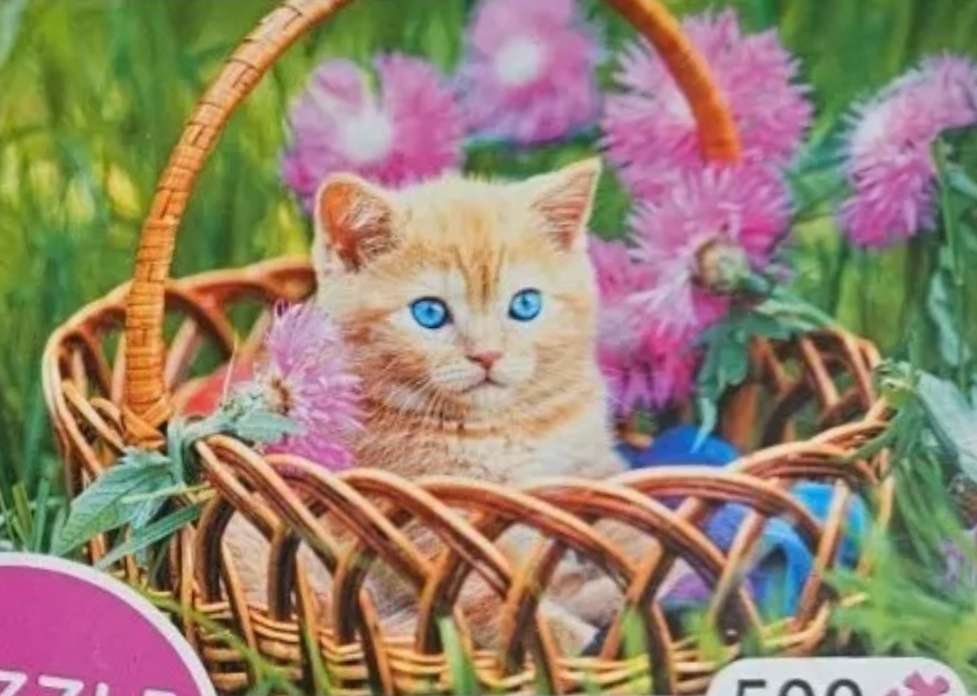 Kot ładny puzzle online ze zdjęcia